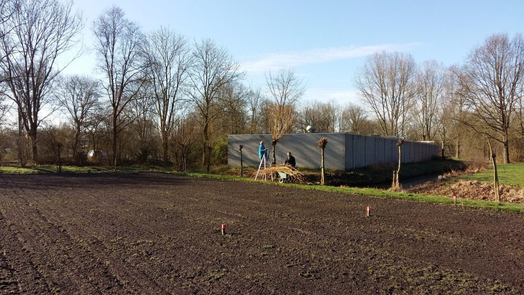 de knot van de wilg wordt gesnoeid