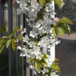 bloeiende kersenboom bloeiende kersenboom