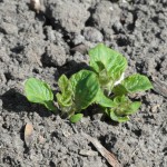 SAM_3509_1024768 SAM_3509_1024768