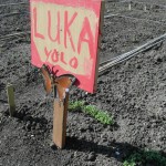 sterrenkers sterrenkers