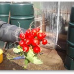 mooie radijs mooie radijs