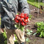 mooie radijs mooie radijs