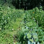 groene vlakte, veel onkruid