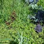 waar staan mijn worteltjes?