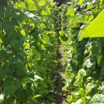 door de bonen het bos niet meer zien