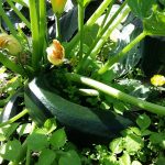 courgettes