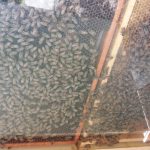 nieuw volk in de demonstratiekast