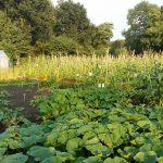 veld met courgettes